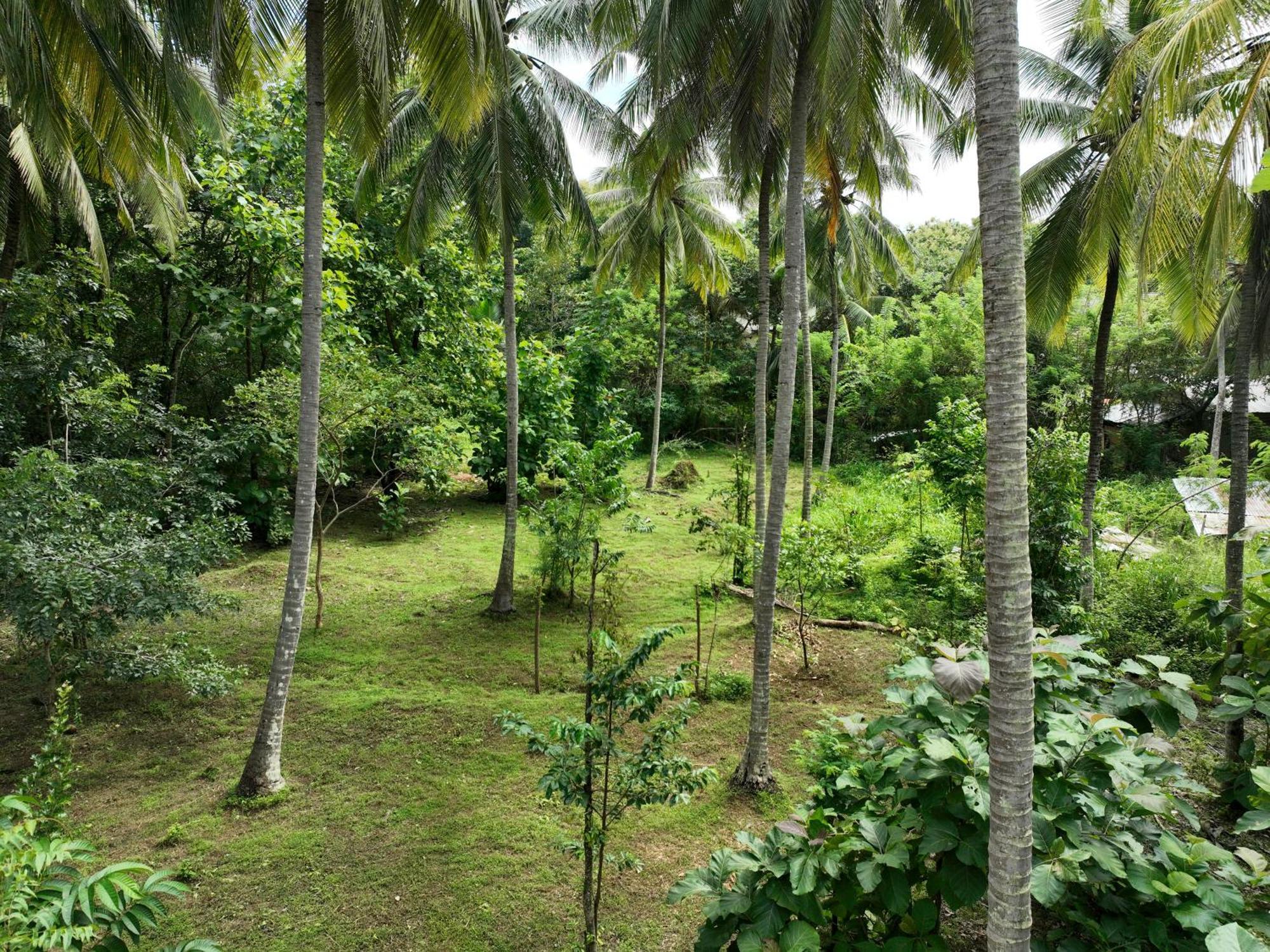 מלון אודוואלאווה Coconut Tree House מראה חיצוני תמונה